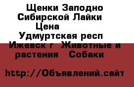 Щенки Заподно Сибирской Лайки. › Цена ­ 3 000 - Удмуртская респ., Ижевск г. Животные и растения » Собаки   